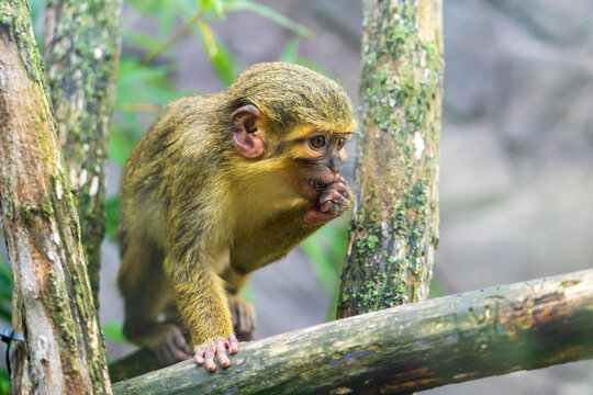 DVUR KRALOVE, CZECH REPUBLIC &mdash; JULY 27, 2025: A small Angolan talapoin monkey (Miopithecus talapoin) sitting on a branch in its enclosure at Safari Park Dvur Kralove