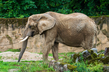 Fototapeta premium DVUR KRALOVE, CZECH REPUBLIC — JULY 27, 2025: A large African bush elephant (Loxodonta africana) with tusks walking in its enclosure at Safari Park Dvur Kralove