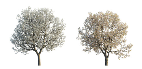 Pyrus Calleryana Flowering Callery Pear