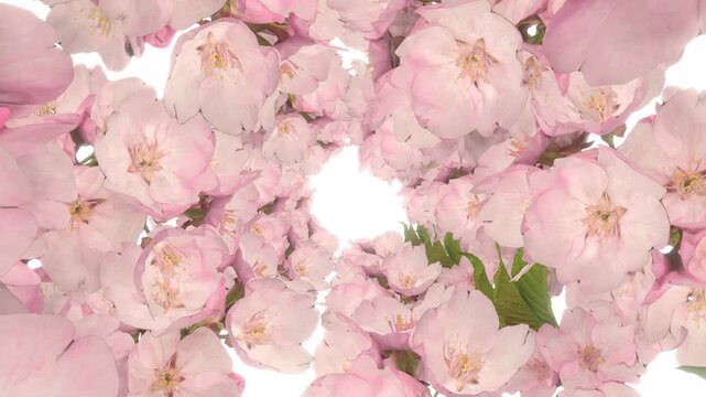 pink cherry blossom Tunnel