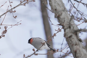 木の枝にとまるウソ