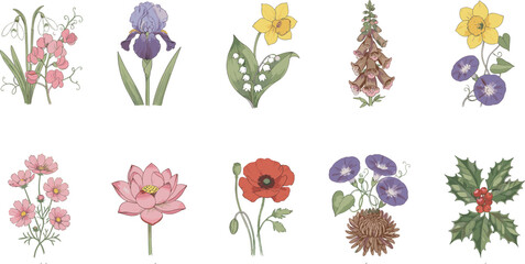 Botanical flower illustration set featuring sweet pea, iris, lily of the valley, foxglove, daffodil, lotus, poppy, chrysanthemum, morning glory, and holly, perfect for decorative artwork and design. © Rahul Creatives