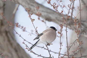 木の枝にとまるウソ