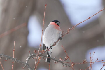 木の枝にとまるアカウソ