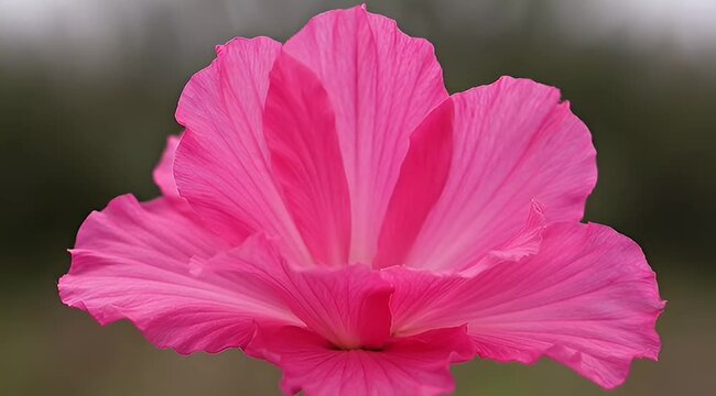 Detailed close up of a vibrant pink hibiscus flower with textured petals