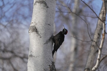 木に止まる冬のクマゲラ
