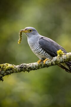 A grey cuckoo sits on a branch with a green caterpillar in its beak.