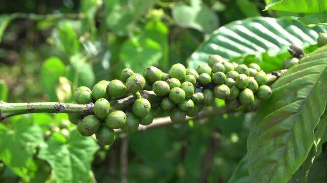 A coffee bean is a seed of the Coffea plant and the source for coffee. It is the pip inside the red or purple fruit. This fruit is often referred to as a coffee cherry. Muria coffee from Java.