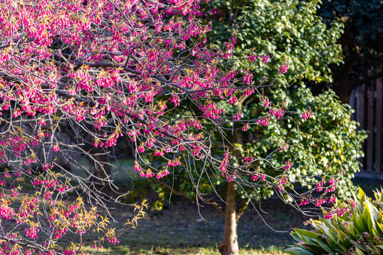 都心散歩　浜離宮の梅　菜の花の咲く頃