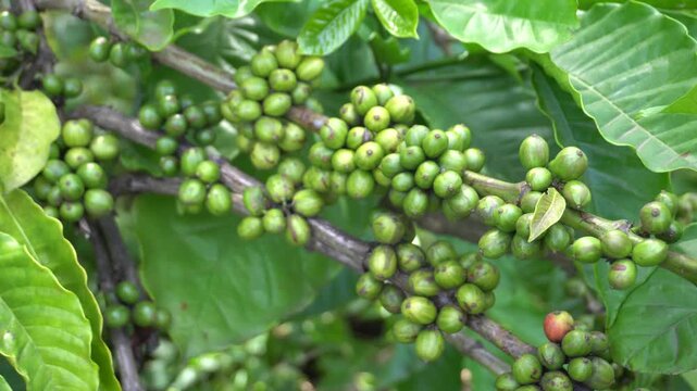 A coffee bean is a seed of the Coffea plant and the source for coffee. It is the pip inside the red or purple fruit. This fruit is often referred to as a coffee cherry. Muria coffee from Java.