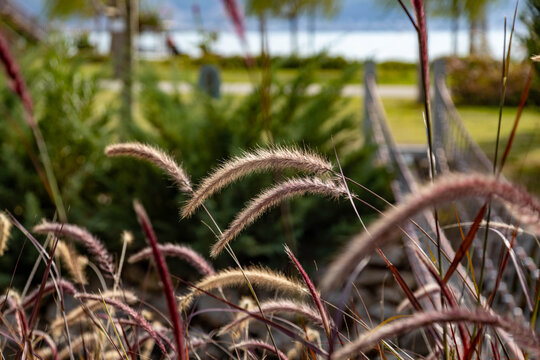 Close up of fluffy Cenchrus ornamental grass in the backlight. Scenic autumn resort landscape with decorative plants and soft sunlight in Fethiye, Mugla province, Turkey. Mediterranean.