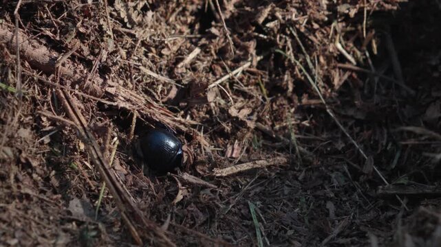 Dung Beetle Digging On Forest Ground - High Angle Shot
