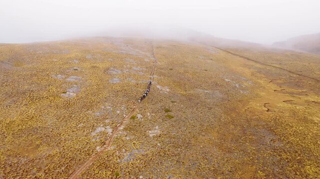 Drone view of a shepherd and pack animals navigating the rocky highlands of Mount Olympus