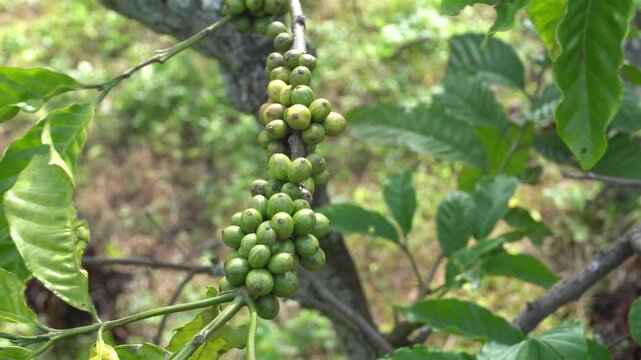 A coffee bean is a seed of the Coffea plant and the source for coffee. It is the pip inside the red or purple fruit. This fruit is often referred to as a coffee cherry. Muria coffee from Java.