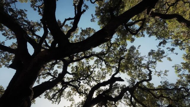 Static low angle shot of oak tree canopy in Ibiza with twisted branches against blue sky and natural daylight.