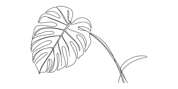 Monstera deliciosa leaf line art illustration featuring iconic fenestrations and a long stem Vector, illustration