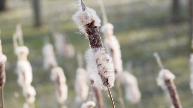 Detailed close-up of cattail seed head with fluffy texture. Natural wetland plant captured in warm sunlight.