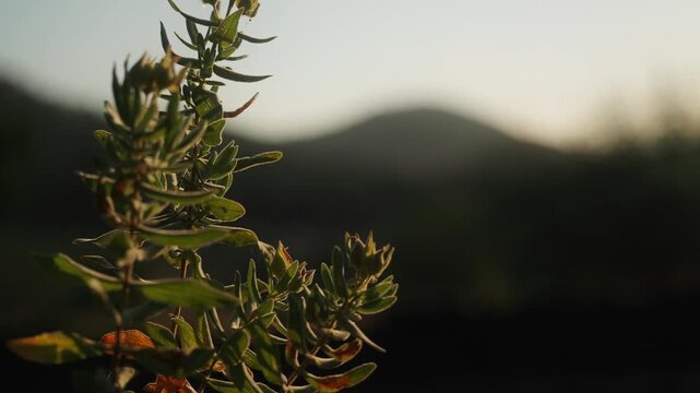 Close up of Mediterranean shrub at sunrise in Ibiza countryside with warm backlight and soft mountain silhouette in the background.