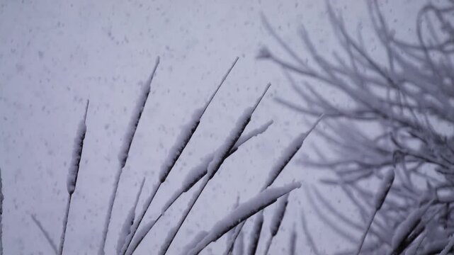 Heavy Snow Falling on Cattails in the Netherlands
