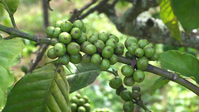 A coffee bean is a seed of the Coffea plant and the source for coffee. It is the pip inside the red or purple fruit. This fruit is often referred to as a coffee cherry. Muria coffee from Java.