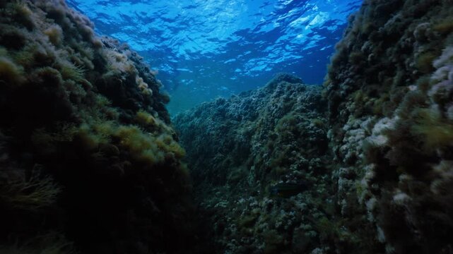 Forward swimming shot through underwater canyon in Ibiza with rocky walls and small fish escaping sideways.