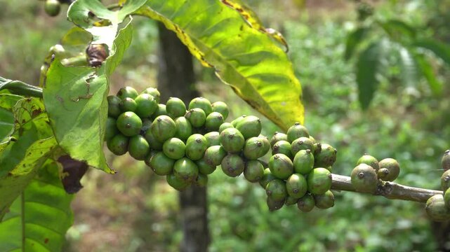 A coffee bean is a seed of the Coffea plant and the source for coffee. It is the pip inside the red or purple fruit. This fruit is often referred to as a coffee cherry. Muria coffee from Java.