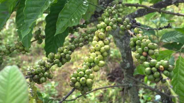 A coffee bean is a seed of the Coffea plant and the source for coffee. It is the pip inside the red or purple fruit. This fruit is often referred to as a coffee cherry. Muria coffee from Java.