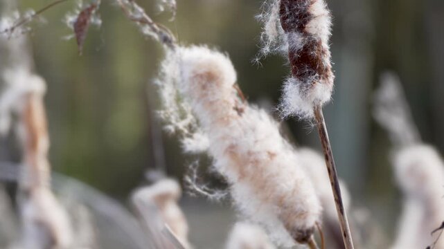 Extreme close-up of fluffy cattail texture in golden sunlight. Detailed natural fibers and gentle background blur.