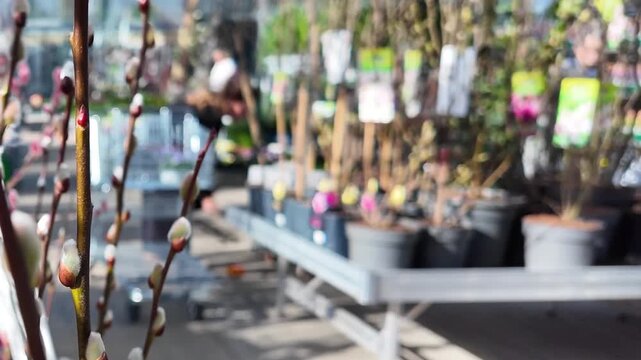 spring at the garden center, blurred shopping scene with flowering pussy willows in the foreground, defocused sun lights on blurred background, slow motion close-up