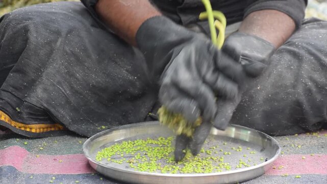 Hand in motion separating hurda, pok (sorghum) seeds during jowar harvesting season. Jaggery, shenga chutney, coconut. Bajra, cooking, farm, poverty, Maharashtra, India, labour, farmer, worker, winter