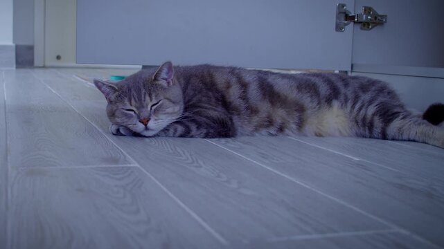 A cat falls asleep after eating, lying on the light-coloured floor near the window