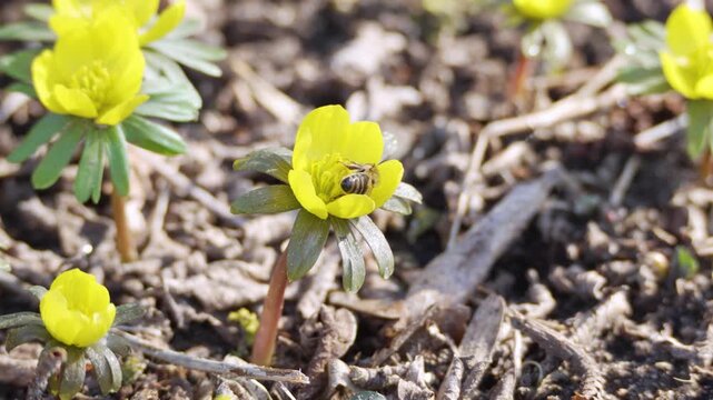 Honeybee collecting pollen from bright yellow bloom. Close-up spring scene symbolizing renewal and nature activity.