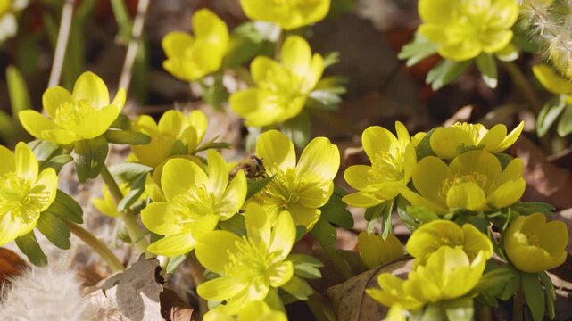 Pair of honeybees collecting nectar among vibrant yellow blossoms. Dynamic spring scene with detailed macro perspective.