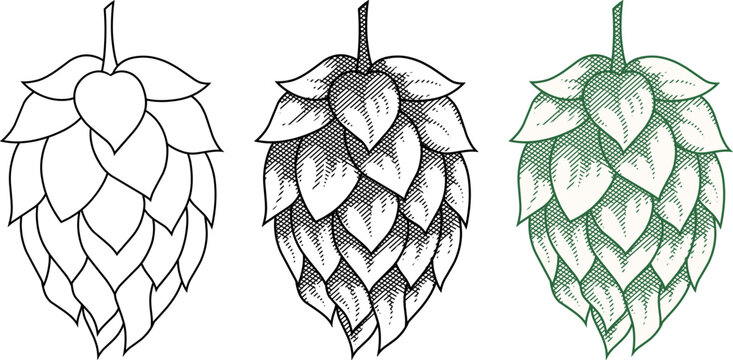 Set of vintage etching style hops cones illustration.for brewery branding, craft beer labels, and organic farm packaging.