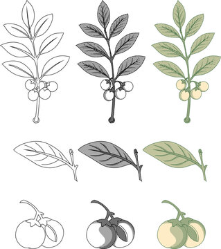 Katuk Plant  Sauropus Androgynus Vintage Etching Illustration Set.Perfect for herbal medicine packaging, traditional health product labels, organic skincare branding,botanical educational material.