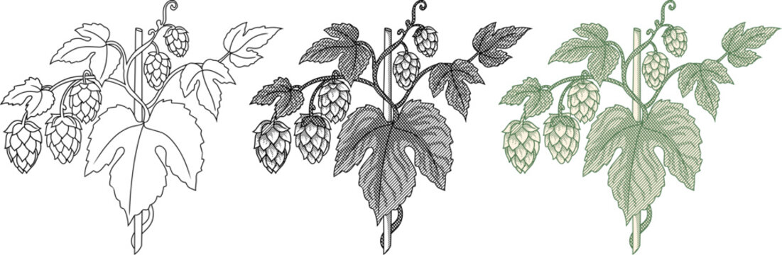 collection of common hops Humulus lupulus illustrations.vine, leaves,seed cones.vintage etching style,for craft brewery branding, organic product packaging, botanical textbooks, herbal medicine labels
