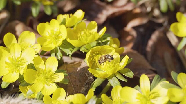 Honeybee collecting nectar from vivid yellow blossoms. Close-up spring pollination scene with detailed petals and natural light.