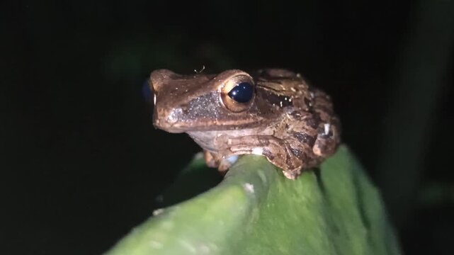 A frog positioned within dense shrubbery at night exhibits cryptic coloration and heightened sensory alertness, reflecting adaptive nocturnal behavior and ecological interactions in a humid terrestria
