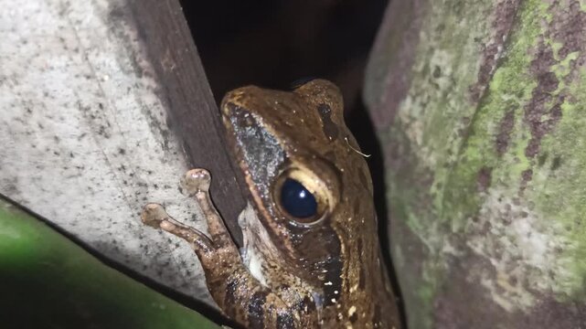 A frog positioned within dense shrubbery at night exhibits cryptic coloration and heightened sensory alertness, reflecting adaptive nocturnal behavior and ecological interactions in a humid terrestria