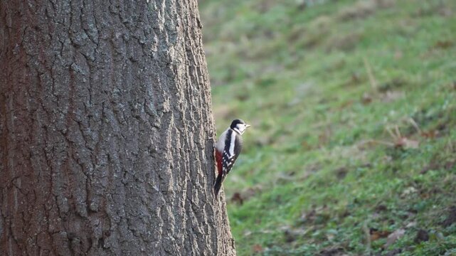 Black and white woodpecker gripping rough bark surface. Authentic wildlife moment in a quiet natural park environment.