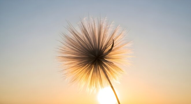 Puesta de sol dorada y diente de le&oacute;n, fondo zen meditativo