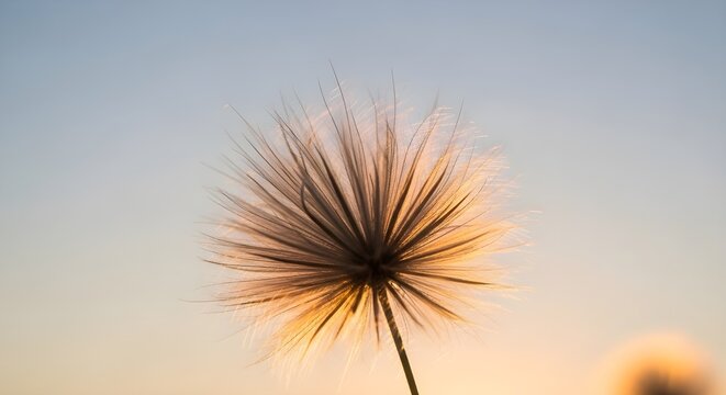 Puesta de sol dorada y diente de le&oacute;n, fondo zen meditativo