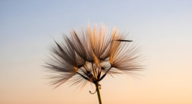 Puesta de sol dorada y diente de le&oacute;n, fondo zen meditativo