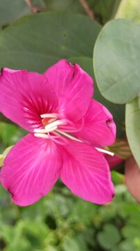 The vibrant blossoms of Bauhinia purpurea exhibit bilobed leaves and striking purple petals with prominent stamens, representing ornamental and ecological value in tropical landscapes.