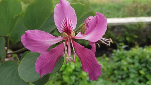 The vibrant blossoms of Bauhinia purpurea exhibit bilobed leaves and striking purple petals with prominent stamens, representing ornamental and ecological value in tropical landscapes.