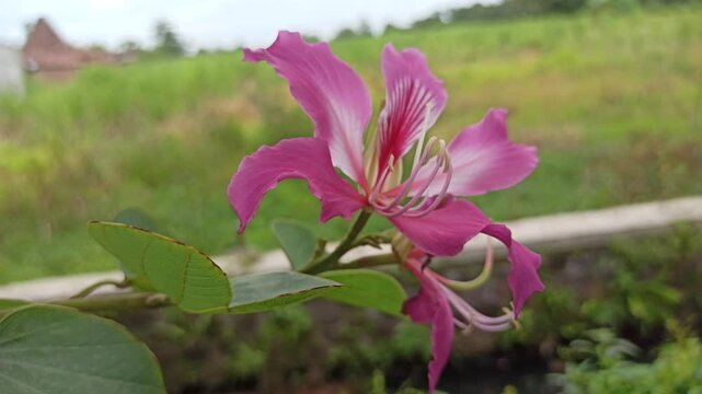 The vibrant blossoms of Bauhinia purpurea exhibit bilobed leaves and striking purple petals with prominent stamens, representing ornamental and ecological value in tropical landscapes.