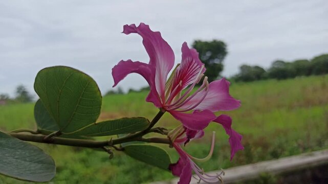 The vibrant blossoms of Bauhinia purpurea exhibit bilobed leaves and striking purple petals with prominent stamens, representing ornamental and ecological value in tropical landscapes.