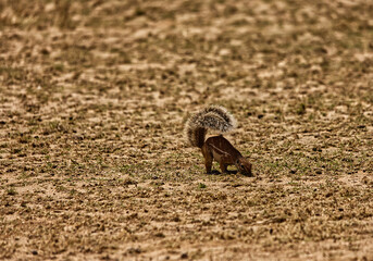 Obraz premium A Cape ground squirrel (Xerus inauris) forages on the dry, sandy ground, using its bushy tail as shade against the harsh sunlight. Photographed in its natural arid habitat.