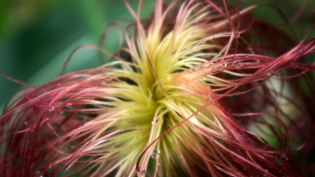 Red corn silk. Corn silk can turn red when there is low grain production, cross-pollination, high temperatures, or excess sugar in the plant.