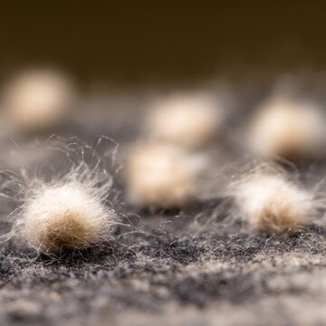 Pilling on old wool, macro detail of small fuzzballs on a worn wool sweater surface, authentic texture